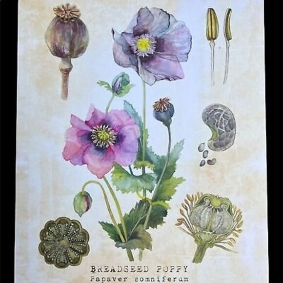 NEW Set of Six 8 X 10 UNFRAMED Botanical Prints by Tavenly Spring Summer Gift - Picture 6 of 10